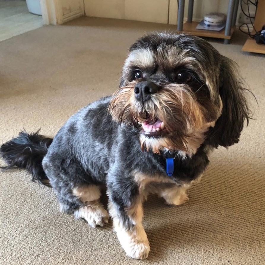 Cava-Tzu sitting on the floor while looking on its right and smiling