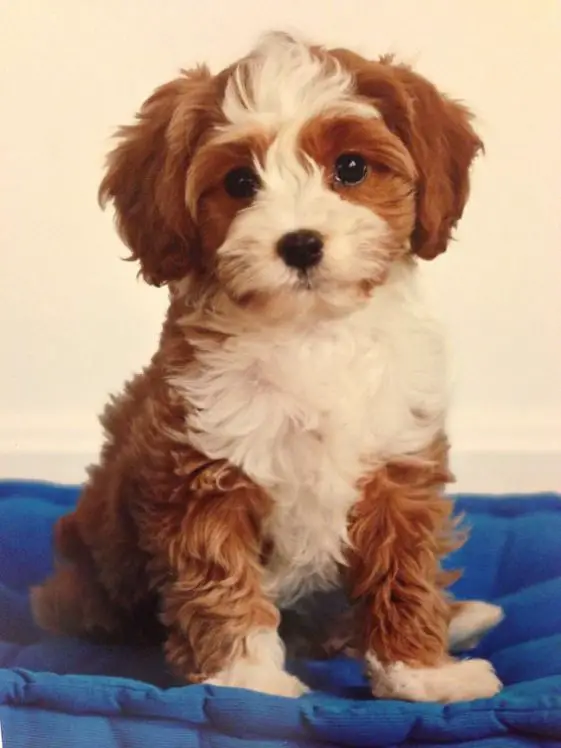 gold and white Cavapoo (Cavalier King Charles Spaniel Poodle Mix) puppy sitting, Other names: Cava-Doodle, Cavadoodle, Cavalierdoodle, Cavalierpoo, Cavipoodle, Cavoodle.