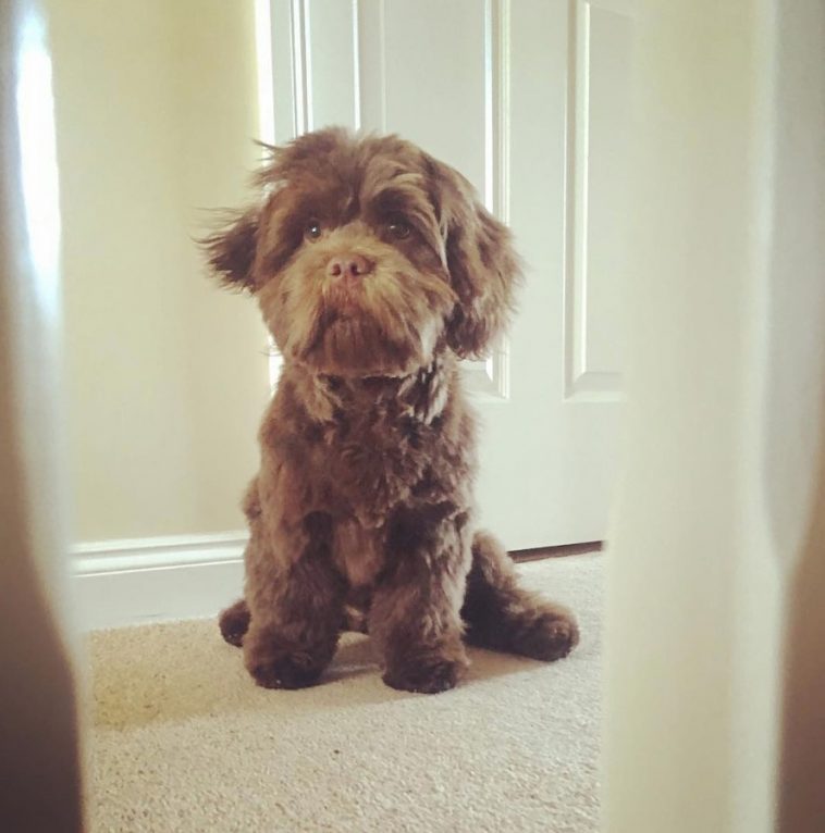 Cock-A-Tzu sitting on the floor while looking up with its sad eyes