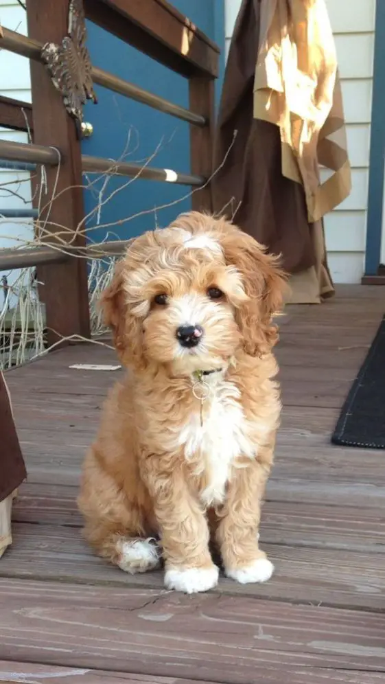 cute gold and white colored Cockapoo (Cocker Spaniel Poodle Mix) sitting