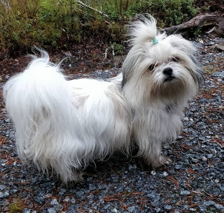 Coton Tzu standing on the ground