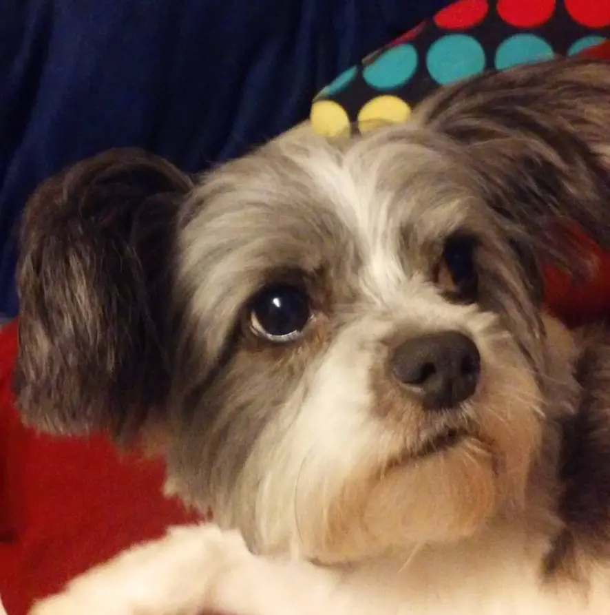 Crested Tzu lying on the bed while looking on sideways with its begging face