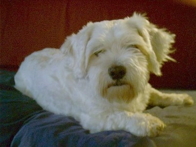 Daisy Dog lying on the bed