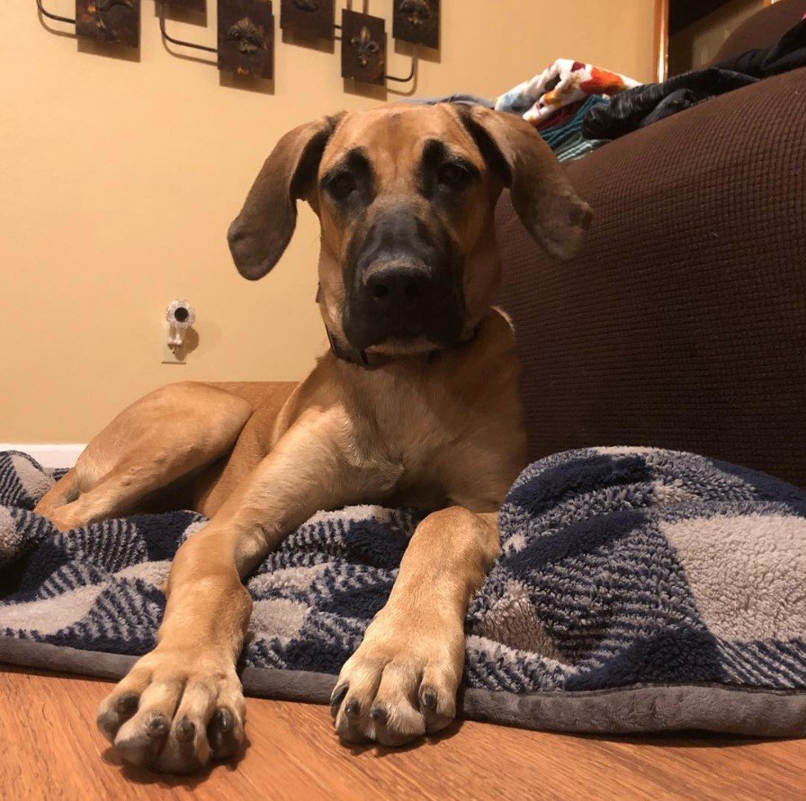 Dane Shepherd puppy resting on its bed