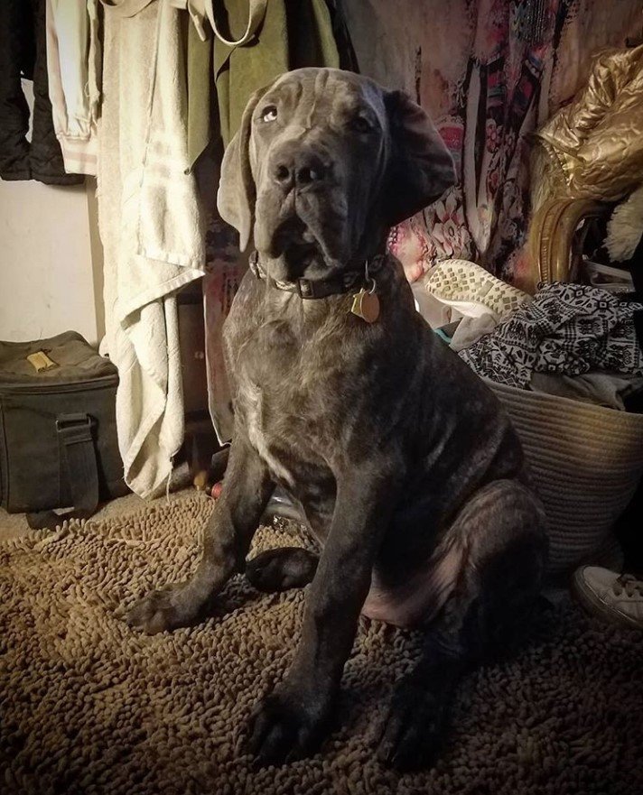 neapolitan mastiff great dane