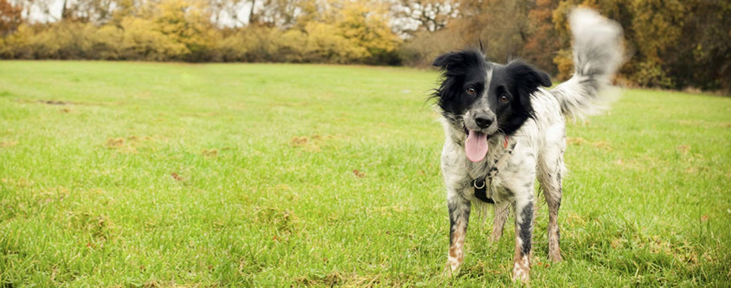 English Borsetter Collie in the field with its tongue out