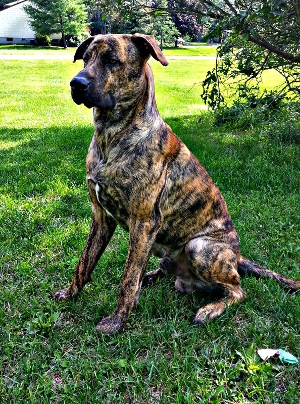 An English Daniff dog sitting on the green grass at the park