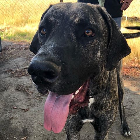 Mastidane standing on the ground at the park with its tongue out