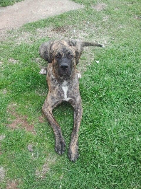 Mastidane dog lying on the green grass