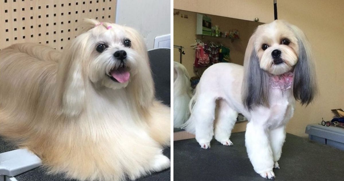 Lhasa Apso Haircut At Jasmine Hodges Blog