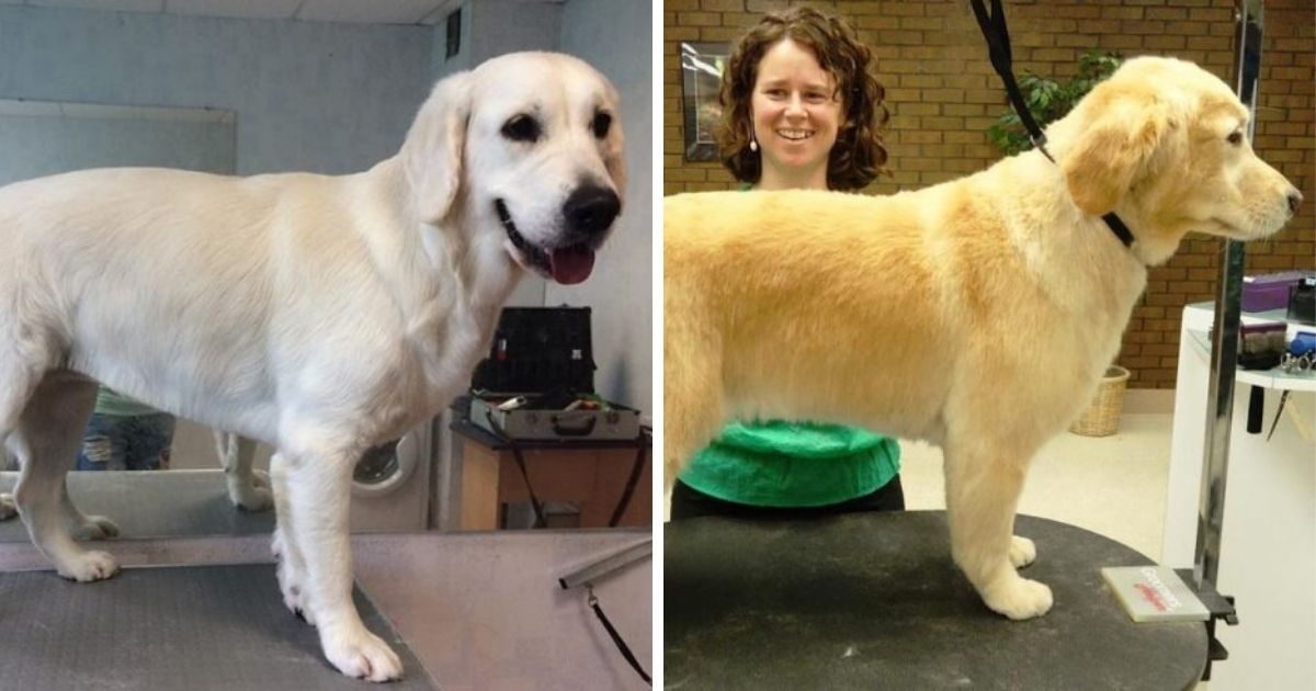15 Best Golden Retriever Haircuts for Dog Lovers The Paws
