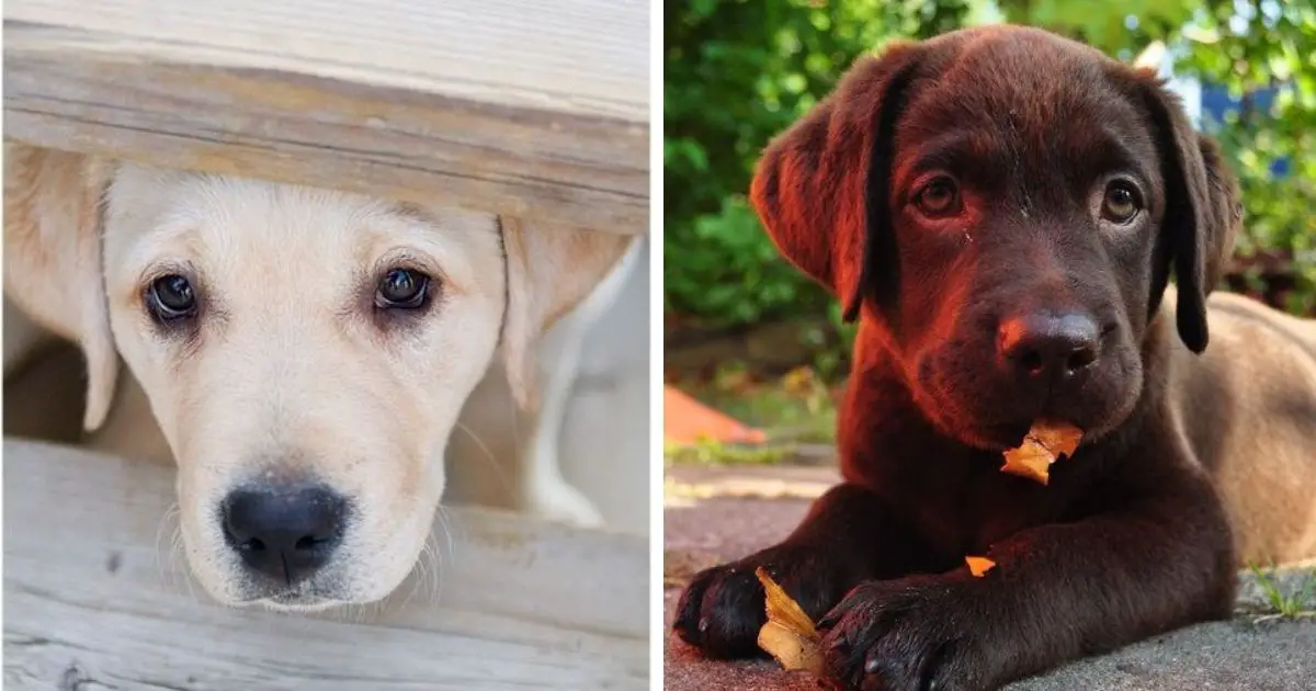 21 Things All Labrador Owners Must Never Forget - The Paws