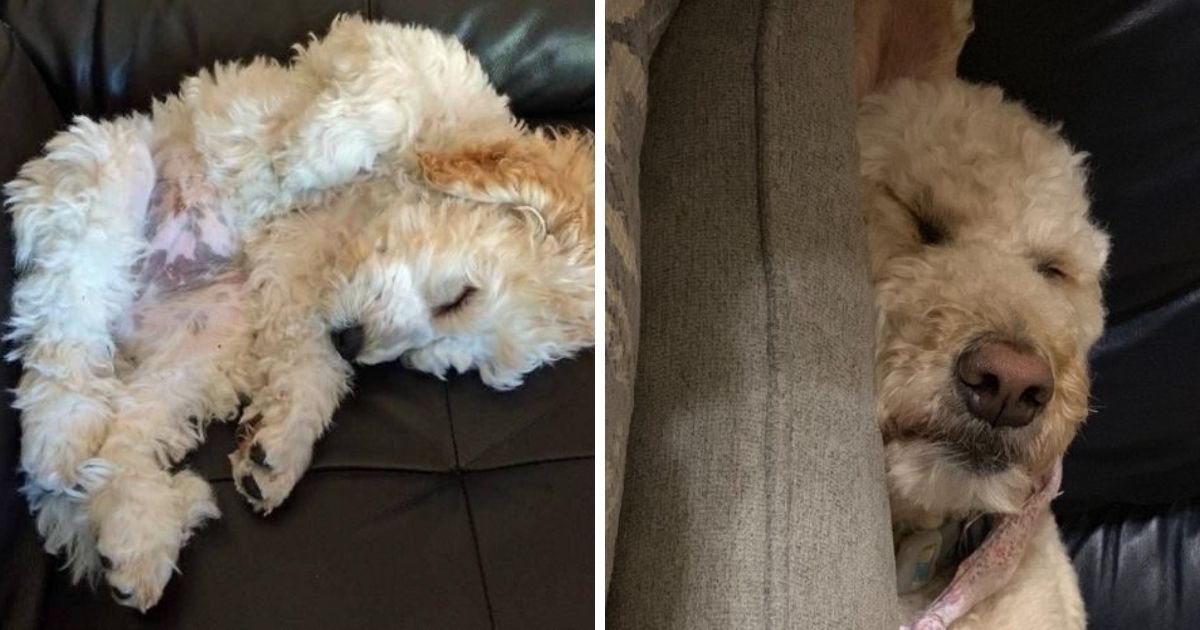 The 19 Cutest Sleeping Labradoodles On The The Paws