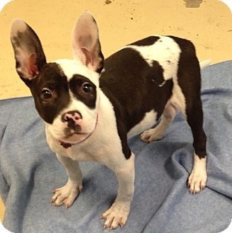black and white French Bull Dane puppy