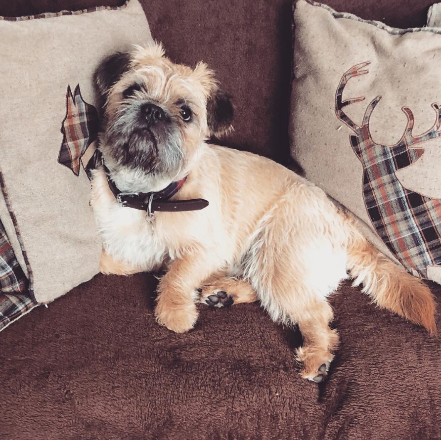 French Bull Tzu lying on the couch with its sad face