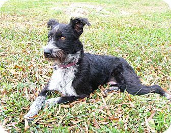 Giant Border Schnollie lying down on the green grass