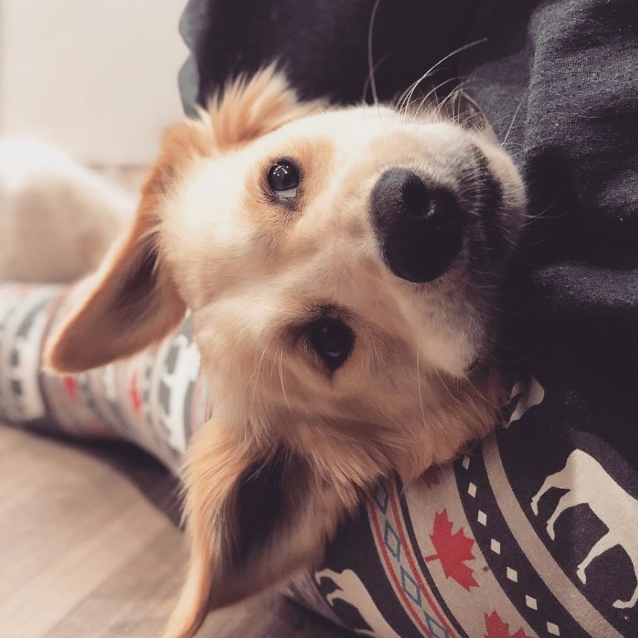 Golden Border Retriever lying on its owner's lap