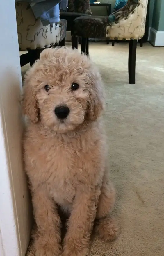 A Goldenoodle puppy sitting on the floor next to the wall