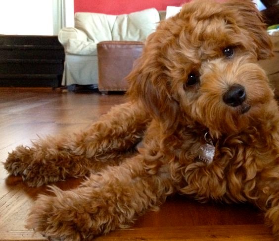 A Goldenoodle lying on the floor while tiltings its head