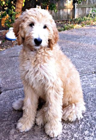A Goldenoodle puppy sitting on the pavement