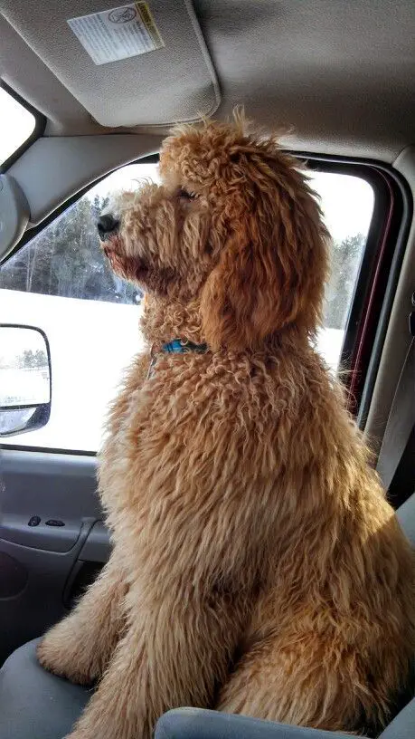 A Goldenoodle sitting in the passenger seat