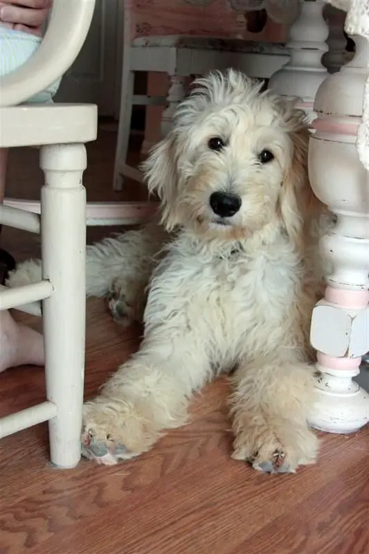 A Goldenoodle lying on the floor under the table