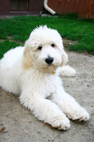 A Goldenoodle lying on the ground in the backyard