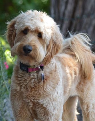 A Goldenoodle standing at the park