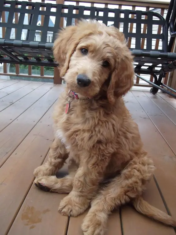 A Goldenoodle sitting in the terrace