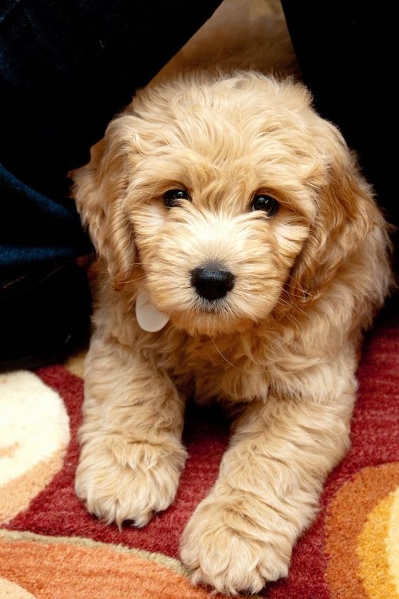 A Goldenoodle puppy lying on the couch next to the person