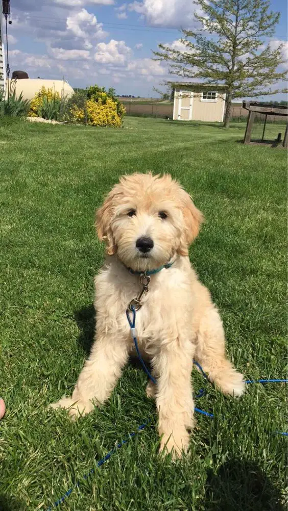 A Goldenoodle puppy sitting on the grass