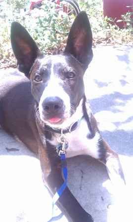 Great Dasenji lying on the pavement