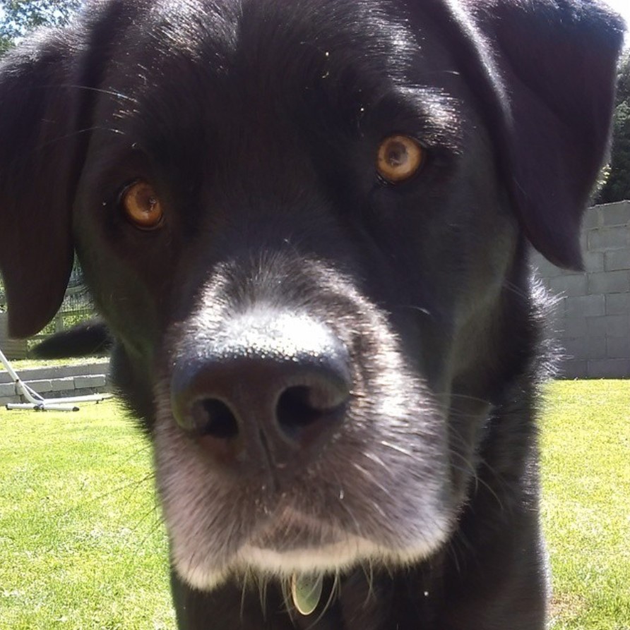 face of a Great Labradane with its wide orange eyes