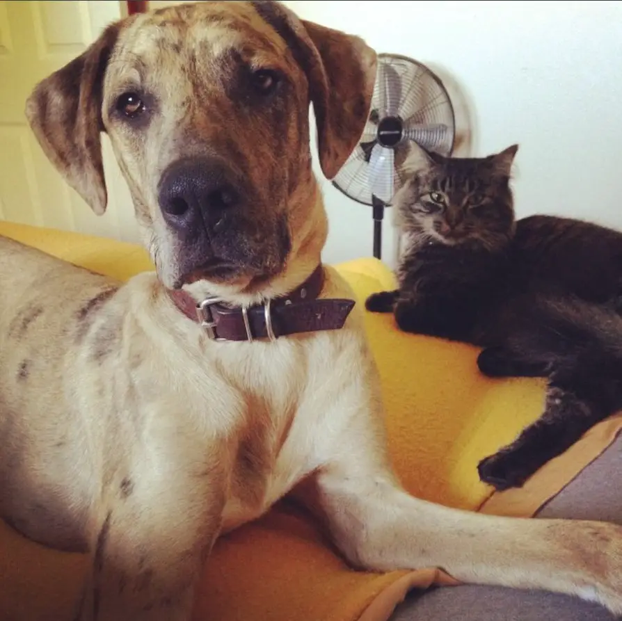 Great Labradane lying on a blanket on the floor with a cat