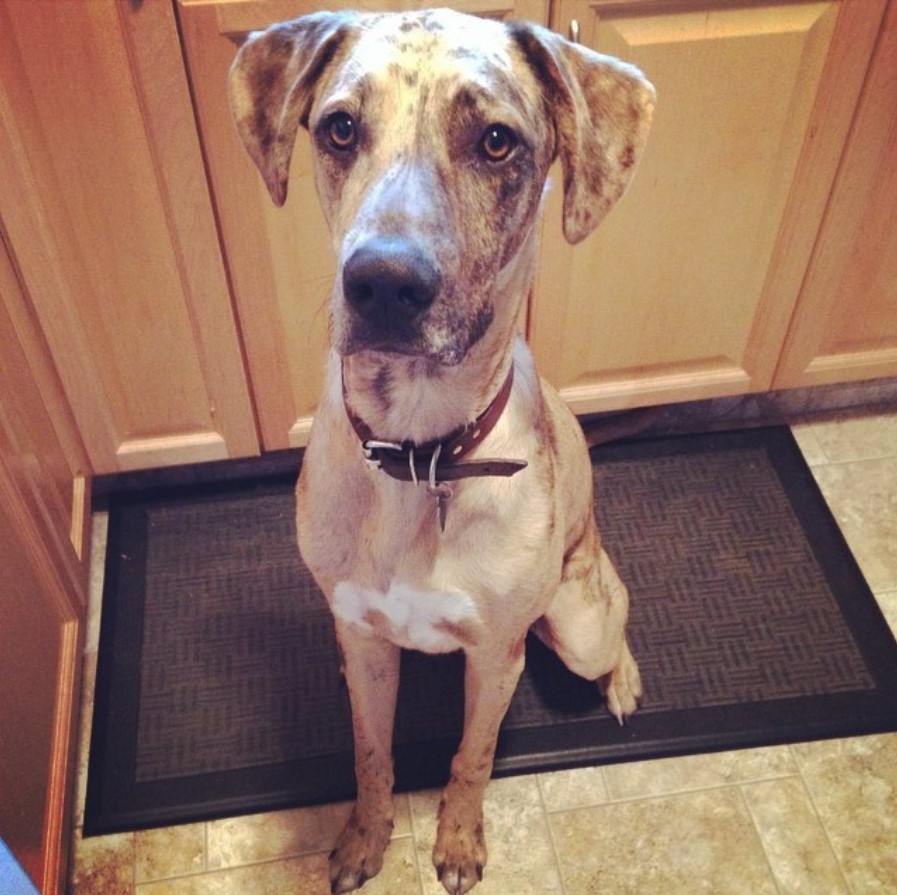 A Great Labradane sitting on the carpet in the kitchen with its sad face