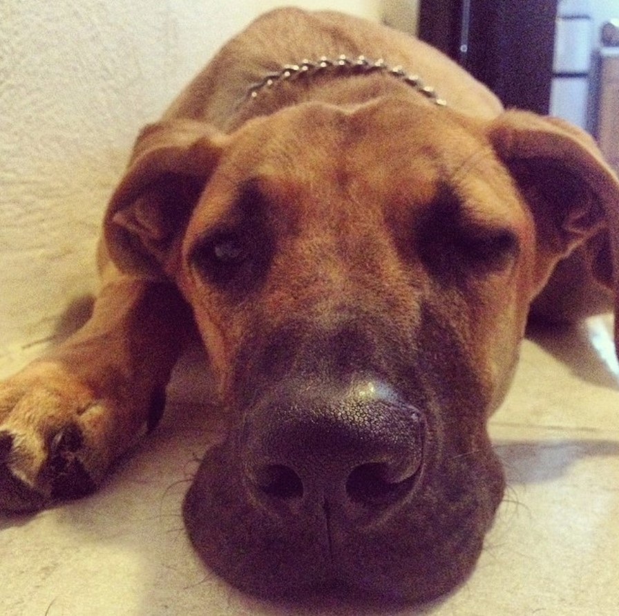 sleepy faced Great Labradane lying on the floor