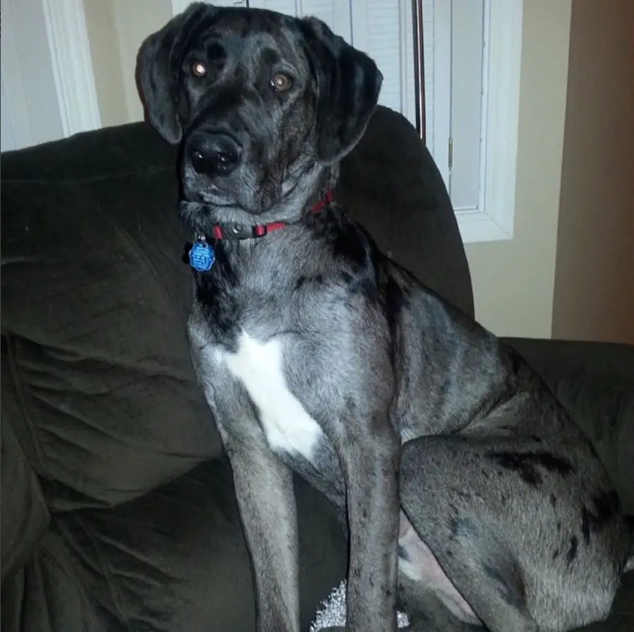 A Labradane sitting on the couch at night