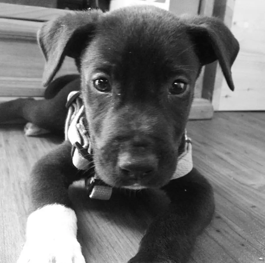 black and white photo of a Great Labradane puppy lying on the floor