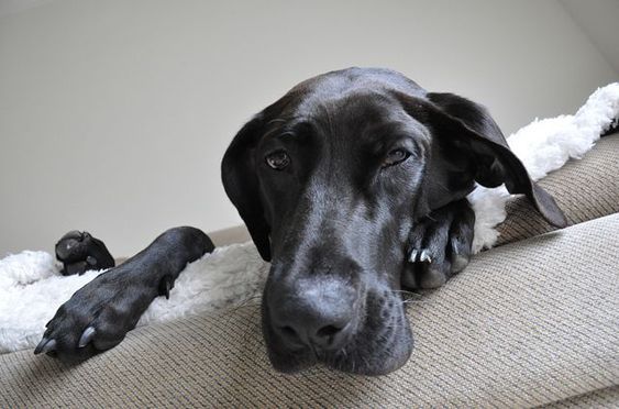 A tired Great Labradane lying on top of the couch while looking down