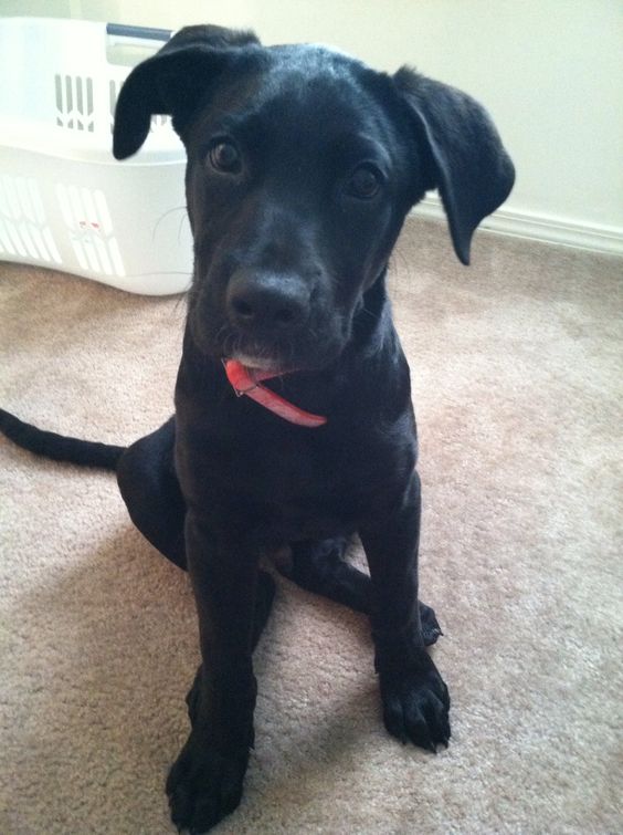 A Great Labradane puppy sitting on the floor with its curious face