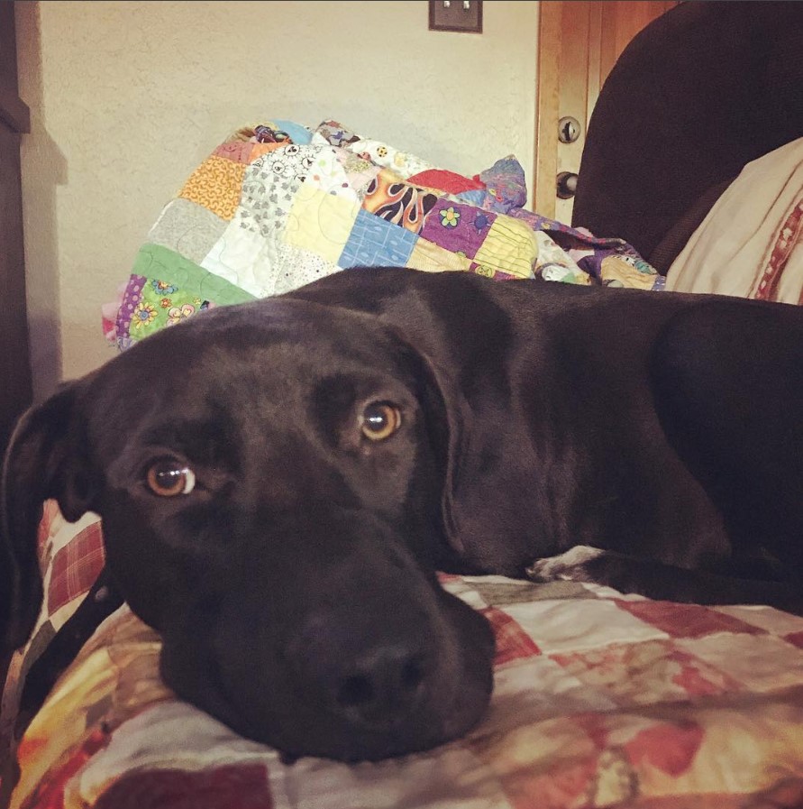 Great Labradane lying on the couch