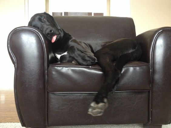 black Great Labradane sleeping on the chair with its tongue sticking out