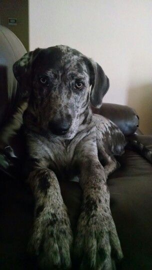 A Great Labradane lying on the couch