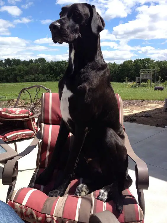 Great Labradane sitting on the chair in the backyard
