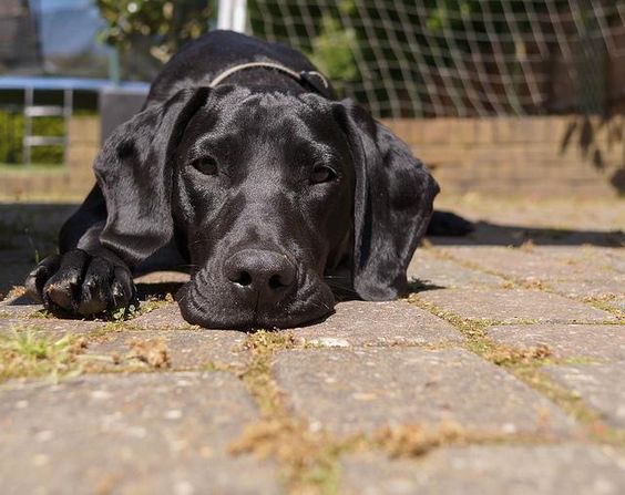 A Great Labradane puppy lying down on the pavement at the park