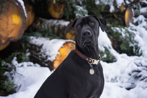 A black Great Labradane outdoors during winter