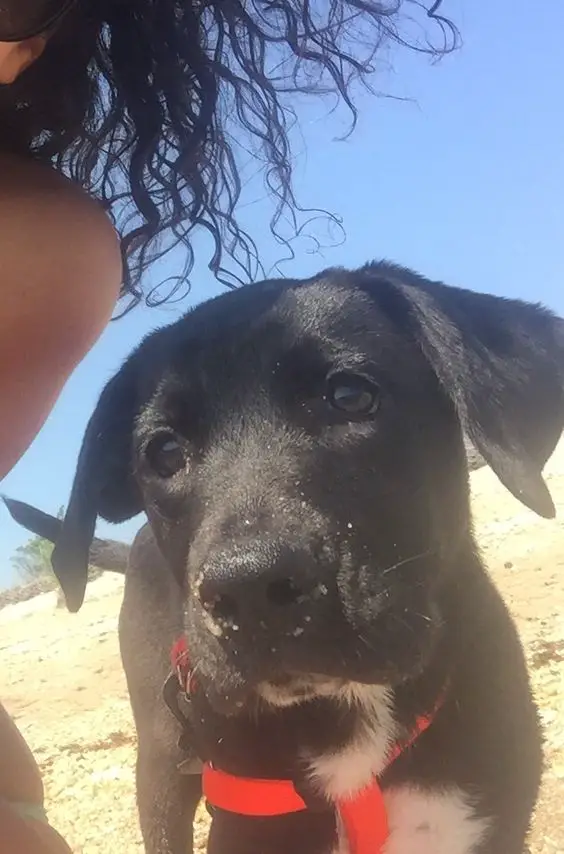 a Great Labradane puppy at the beach