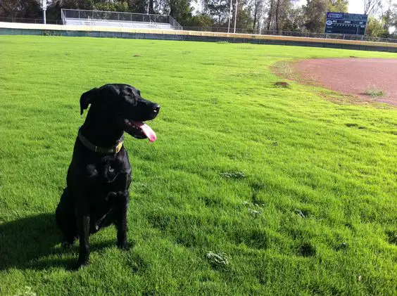 A black Great Labradane sitting on the green grass while looking sideways and sticking its tongue out