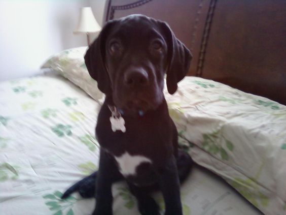 A black Great Labradane puppy with its tired face