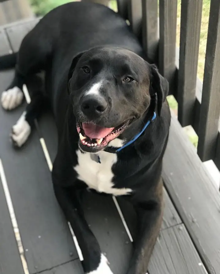 Great Labradane lying in the balcony while smiling